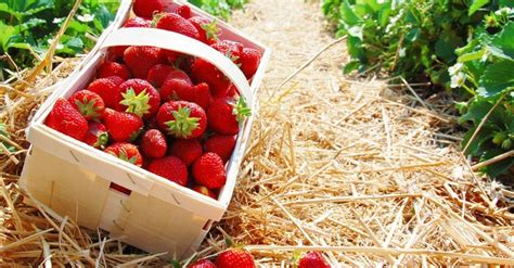 Топ-10 лучших сортов клубники | Strawberry, Fruit, Garden