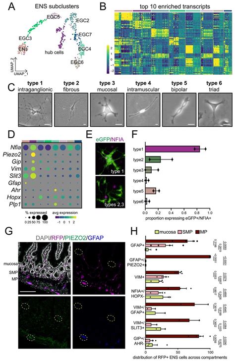 Enteric Glia Are Molecularly Spatially And Morphologically Diverse