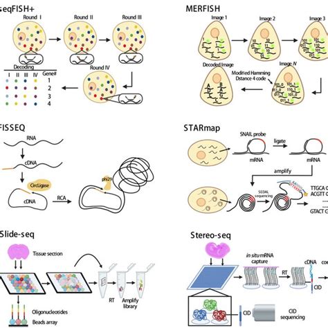 Applications of spatial transcriptomics technologies in reproductive ...