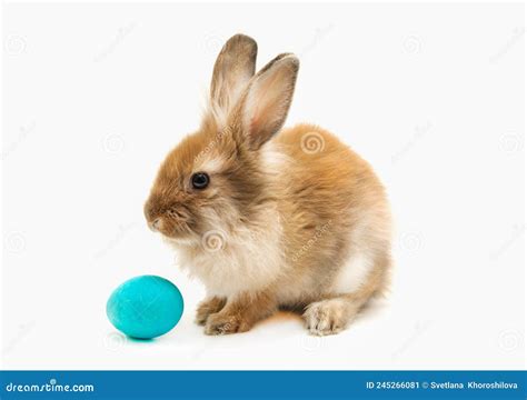 Conejo Amarillo Y Huevo Azul De Pascua Sobre Fondo Blanco Aislado