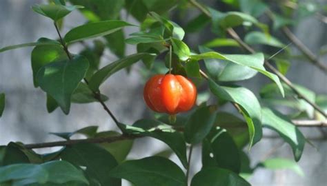 La pitanga Características cultivo Planta Eugenia uniflora