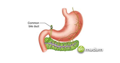 Function of Duodenum - biomadam