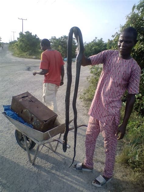 Big Cobra Killed Near My Construction Site At Abijo GRA, Lekki (Photos ...