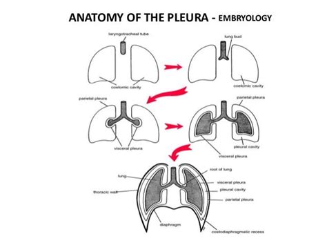 Pleura And Its Recesses