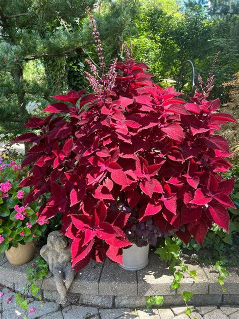 18 Spectacular Coleus Varieties For Sun Tips To Grow