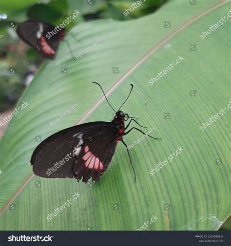 Im Genes De Heliconius Longwing Butterflies Postman Im Genes