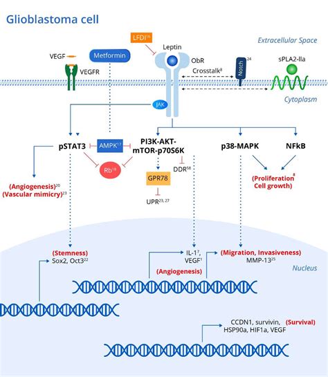 Leptin And Associated Signaling Pathways That Influence The Development Download Scientific