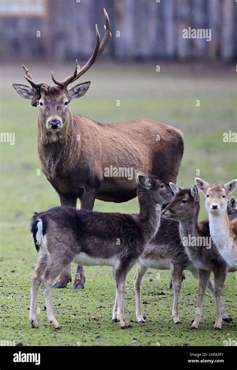 Baruth Germany 13th Jan 2022 A Red Deer With A Missing Antler