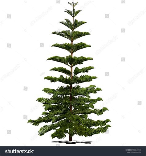 5+ Thousand Norfolk Pine Tree Royalty-Free Images, Stock Photos
