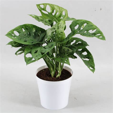 Monstera Obliqua Monkey Leaf Plant Wholesale FlorAccess