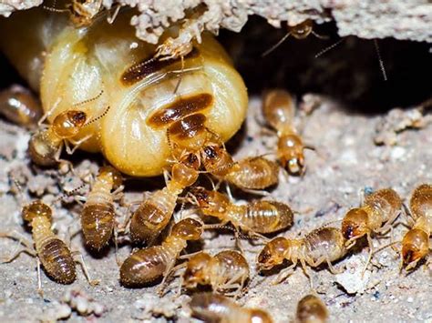 Local Nj Pest Control Pros Share Termite Prevention And Control