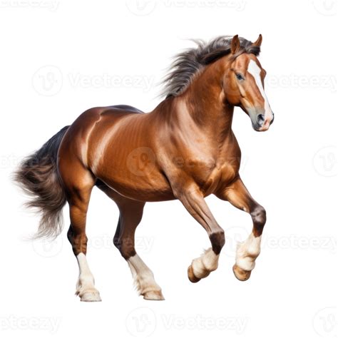 Brown Horse Run Gallop Isolated 27546547 Png