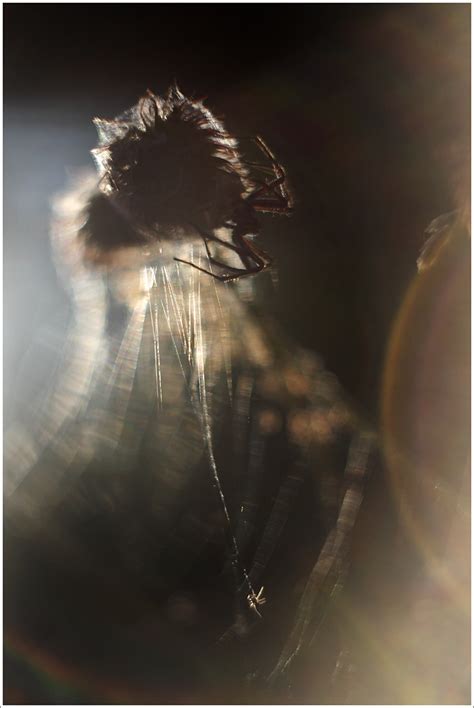 Helios 44-2 58mm F2 Lens Reviews - Russian and Zenitar Lenses - Pentax ...