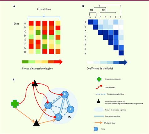 Du Profil D Expression Au R Seau De R Gulation G Nique A Les Profils