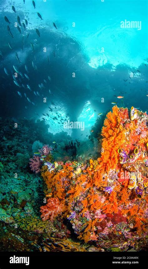 Vertical Shot Of Beautiful Underwater Scenery Near A Colorful Coral