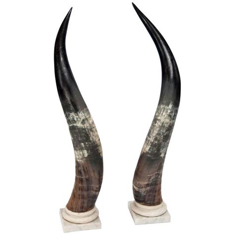 Longhorn Horns - 6 For Sale on 1stdibs