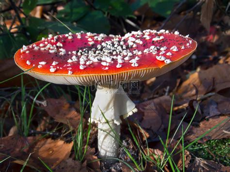 毒蝇伞 Amanita muscaria 高清摄影大图 千库网