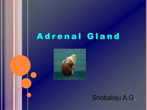 Ppt Adrenal Gland Powerpoint Presentation Free Download Id5677128