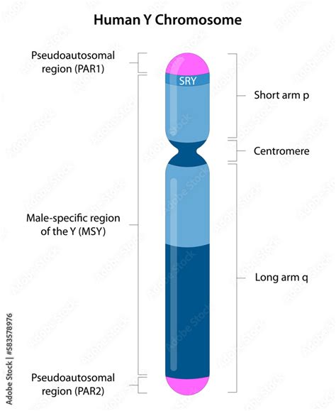 The Y Chromosome Is The Male Sex Chromosome The Most Important Y Chromosome Gene Is Sry Which