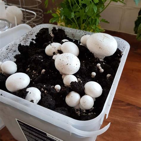 How To Grow Your Own Mushrooms Artofit