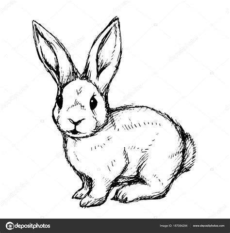 Dibujos De Conejos Para Dibujar