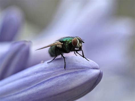 Fly Insect Flower Free Photo On Pixabay Pixabay