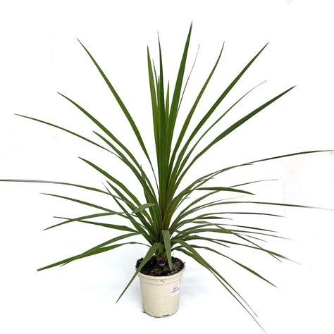 Cordyline Australis M Cm