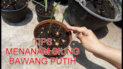 Tips Menanam Bawang Putih Dari Siung Di POT YouTube