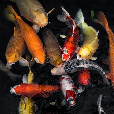 Premium Photo Top View Colorful Koi Fishes