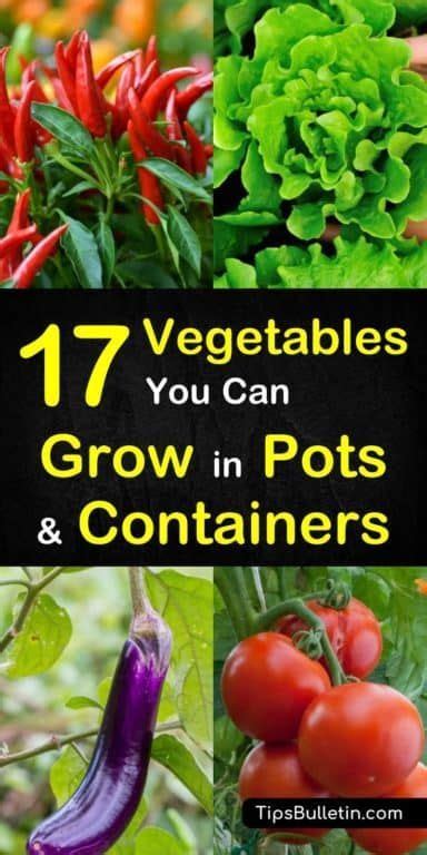 17 Vegetables That You Can Grow In Pots And Containers Growing Vegetables In Pots Home