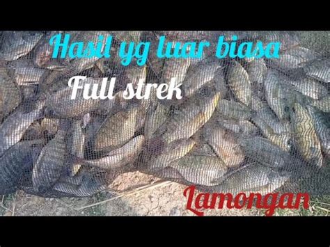 Mancing Nila Umpan Lumut Full Strek Waduk Gondang Lamongan