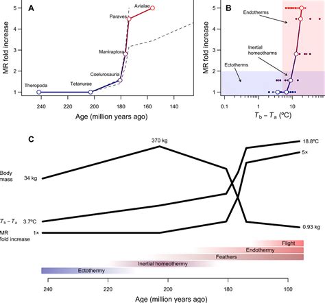 Shrinking dinosaurs and the evolution of endothermy in birds