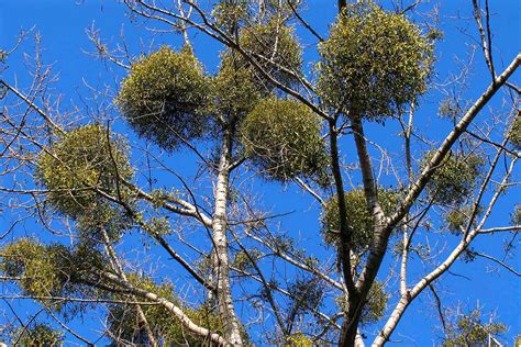 How To Grow Mistletoe Gardeners Path