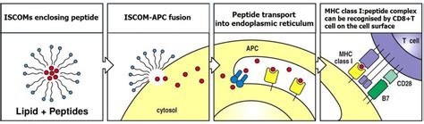 Immune Stimulating Complexes Iscoms Creative Biolabs