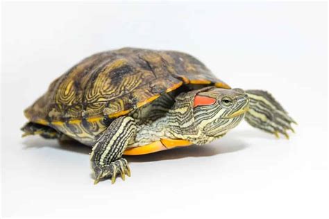 Red Eared Slider Turtle Diet - Pet Food Guide