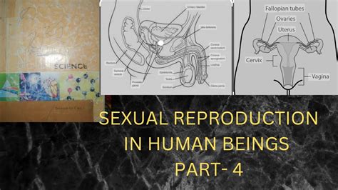 Sexual Reproduction In Human Beings Part Youtube