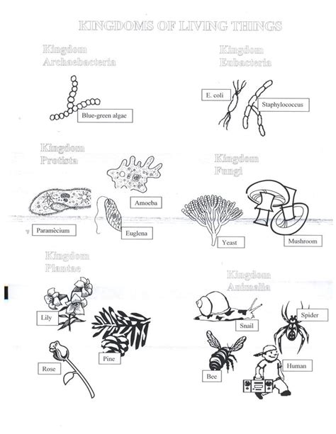 6 Kingdoms Of Life Worksheet – Martin Lindelof