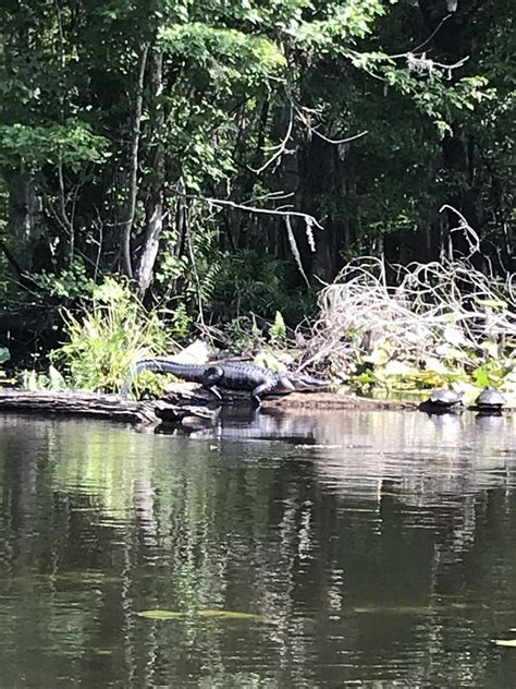 Hillsborough County State Park- Hillsborough River : r/florida