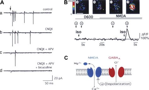 Gaba Potentiates The Activity Of Nmda Receptors In The Neonatal