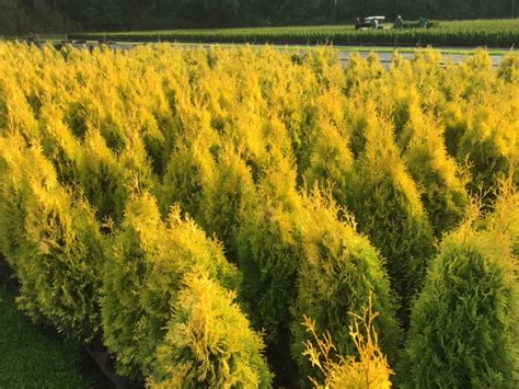 Gelber Smaragd Lebensbaum Thuja Occidentalis Sunny Smaragd