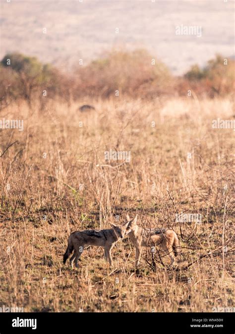 Jackals Hi Res Stock Photography And Images Alamy