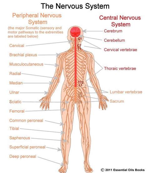 A Labeled Diagram Of The Nervous System Nervous System Diagr