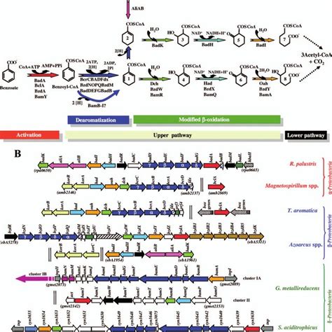 Lower Benzoyl Coa Pathway Benzoyl Coa Becomes Converted Into