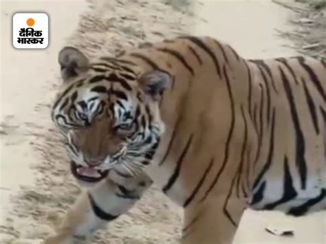 Tiger T 13 Shifted To Sariska From Ranthambore सरिस्का में दहाड़ेगा