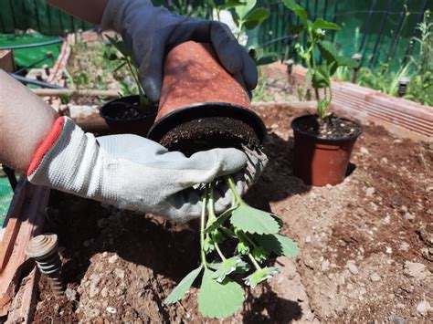 Jardineiro Trabalhando Na Horta E Plantando Um Pote De Morangos Foto