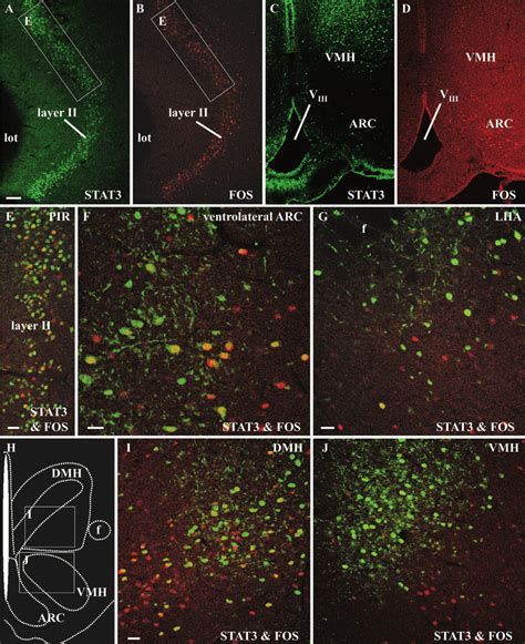 Leptin Translocated Nuclear Stat3 And Fos Immunoreactivity Colocalizes Download Scientific