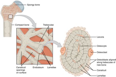 Compact Bone, Spongy Bone, and Other Bone Components | Human Anatomy ...