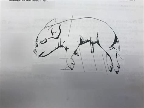 Fetal Pig External Features Diagram | Quizlet