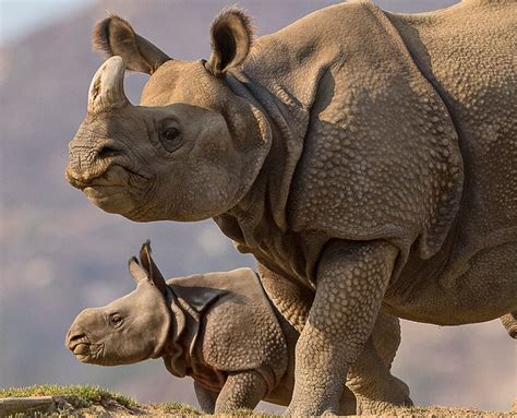 The Majestic Greater One Horned Rhinoceros A Marvel Of Nature