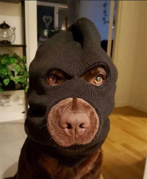 Robber doggo - Meme Guy